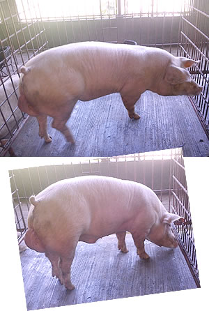 f1 gilts for sale